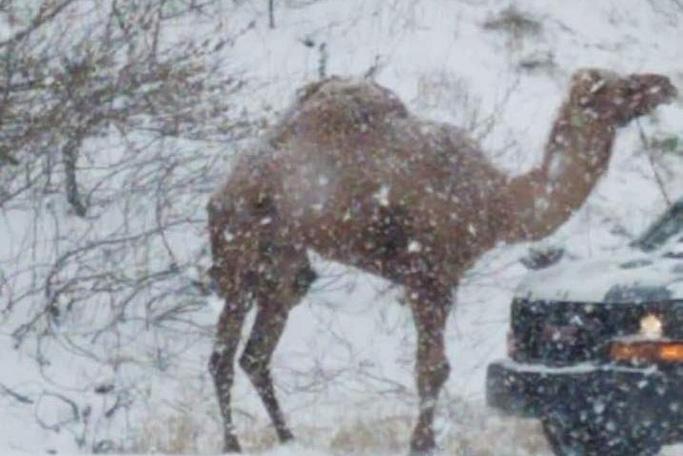 A camel showed up in Pennsylvania during Thursday's snowstorm