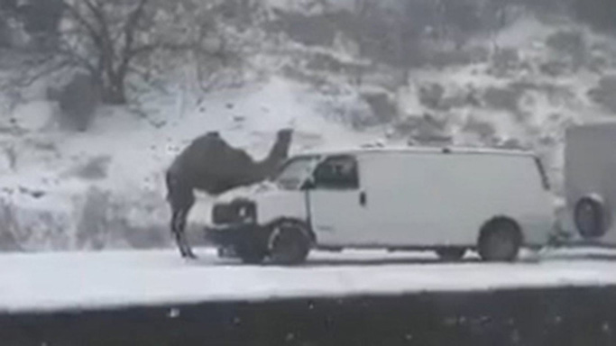 Camel spotted stranded on Pennsylvania roadway amid snowstorm