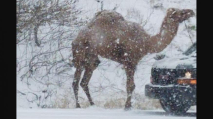 'Snow camel' home safe after being caught off-road during storm