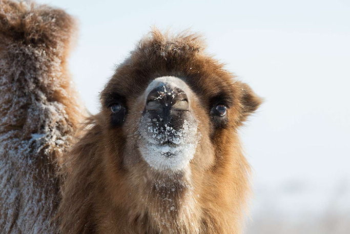 Stranded Camel Named 'Einstein' Amuses Pennsylvania Motorists Stuck in Snowstorm