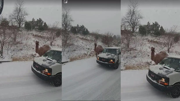 Why'd the Camel Cross the Road? Better Question: Why Is There a Camel in the Snowstorm in Pennsylvania Suburbs